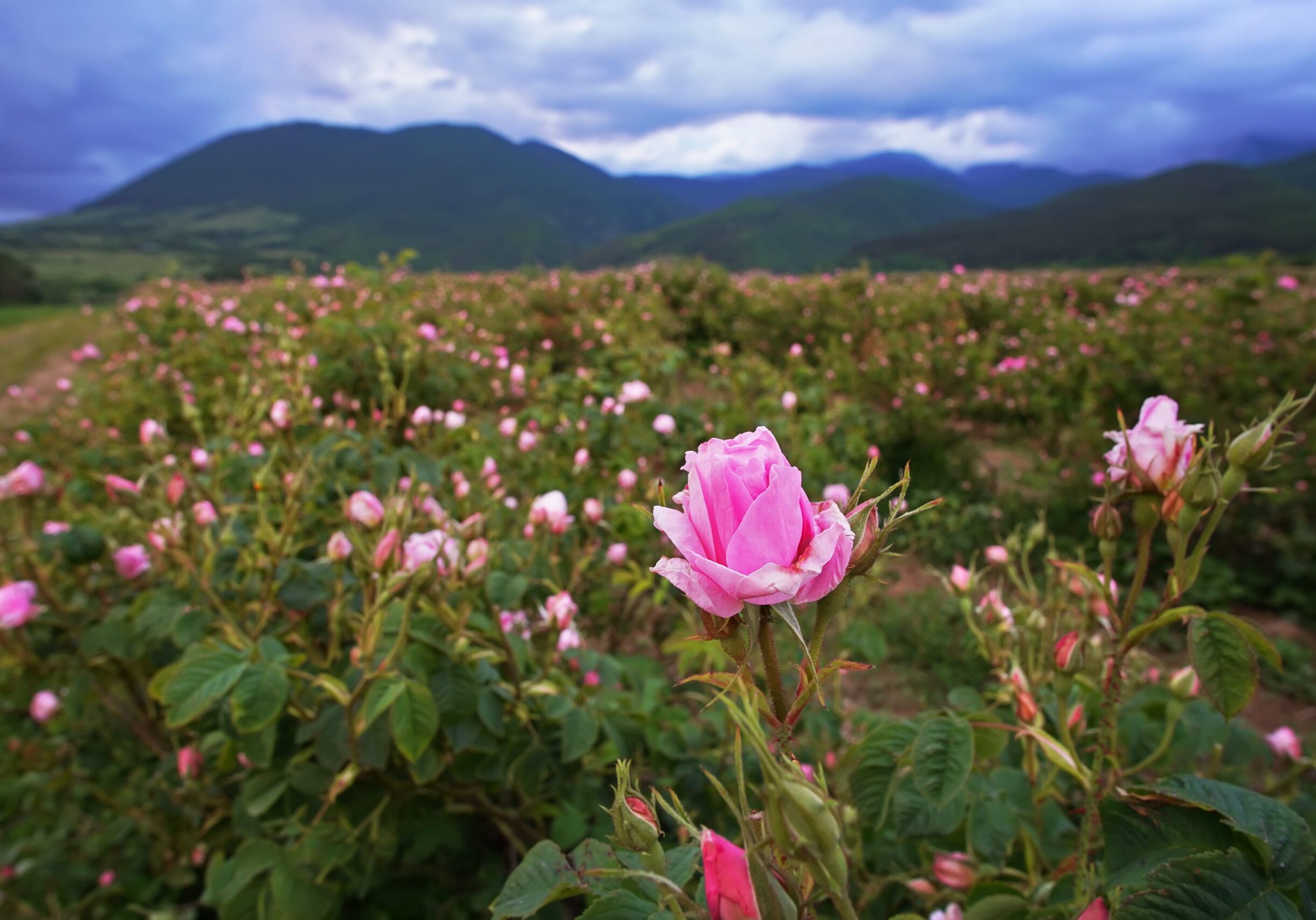 Beautiful,Bulgarian,Damask,Roses,In,The,Valley,Of,Roses,In